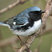 Black-throated Blue Warbler
